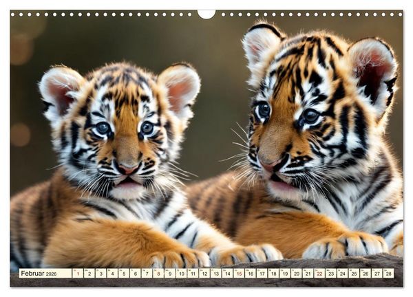 Produktbild: Tiger ganz nah (Wandkalender 2026 DIN A3 quer), CALVENDO Monatskalender