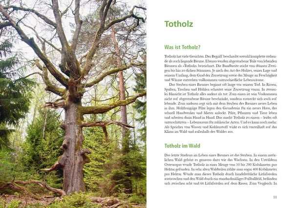 Produktbild: Wunderwelt Totholz