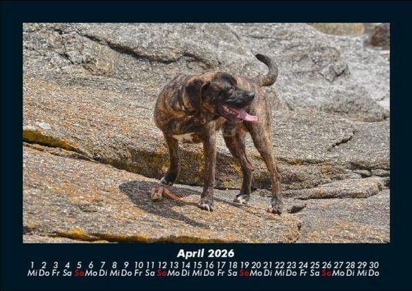 Produktbild: Hundezauber 2026 Fotokalender DIN A5