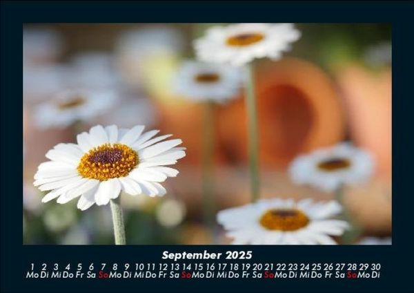 Produktbild: Pflanzen und Bl&uuml;ten 2025 Fotokalender DIN A5