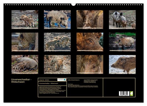 Produktbild: Unverwechselbar - Wildschwein (Wandkalender 2026 DIN A2 quer), CALVENDO Monatskalender