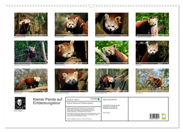 Produktbild: Kleiner Panda auf Entdeckungstour (Wandkalender 2026 DIN A2 quer), CALVENDO Monatskalender