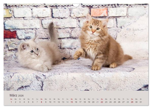 Produktbild: Flauschige Ragdoll Kitten (Wandkalender 2026 DIN A3 quer), CALVENDO Monatskalender