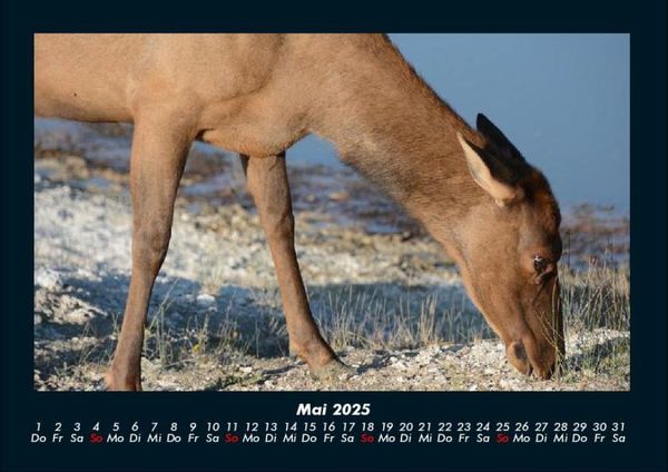 Produktbild: Welt der Tiere 2025 Fotokalender DIN A4