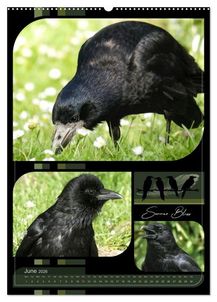 Produktbild: Crows - Through the Seasons (Wall Calendar 2026 DIN A2 portrait), CALVENDO 12 Month Wall Calendar