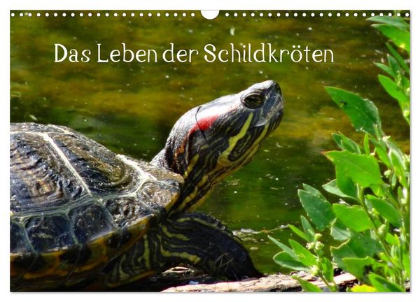 Produktbild: Das Leben der Schildkr&ouml;ten (Wandkalender 2026 DIN A3 quer), CALVENDO Monatskalender