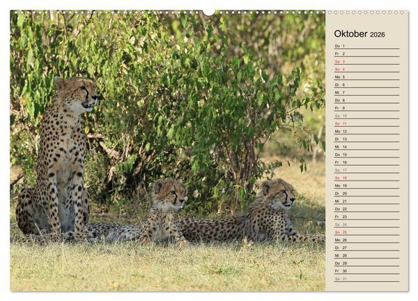 Produktbild: Geparden - Ein Leben in Afrika (Wandkalender 2026 DIN A2 quer), CALVENDO Monatskalender