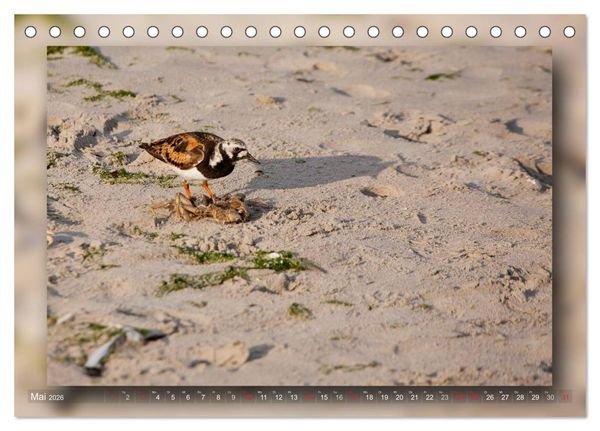 Produktbild: Baltrum - Ein Tag am Strand (Tischkalender 2026 DIN A5 quer), CALVENDO Monatskalender