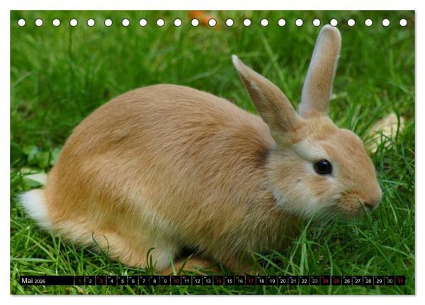 Produktbild: Liebenswerte Zwergkaninchen (Tischkalender 2026 DIN A5 quer), CALVENDO Monatskalender