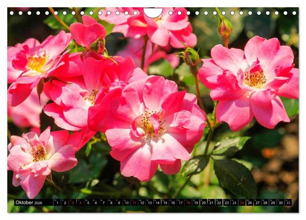 Produktbild: Rosen nat&uuml;rlich sch&ouml;n (Wandkalender 2026 DIN A4 quer), CALVENDO Monatskalender