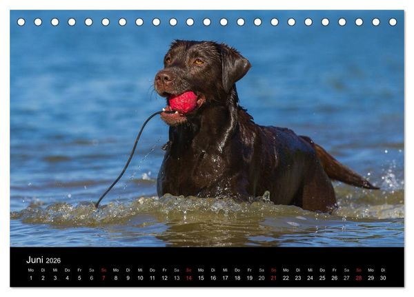 Produktbild: Labrador Retriever 2026 (Tischkalender 2026 DIN A5 quer), CALVENDO Monatskalender