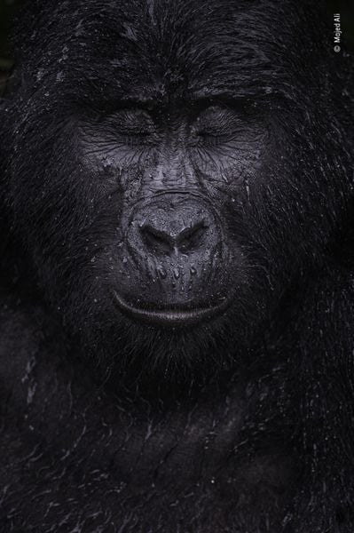 Produktbild: Wildlife Fotografien des Jahres &ndash; Portfolio 31