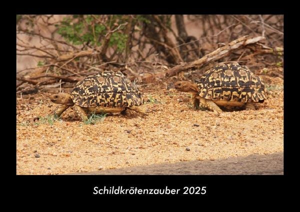 Produktbild: Schildkr&ouml;tenzauber 2025 Fotokalender DIN A3