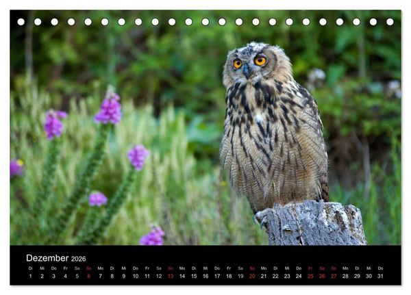 Produktbild: Uhu - K&ouml;nig der Nacht (Tischkalender 2026 DIN A5 quer), CALVENDO Monatskalender
