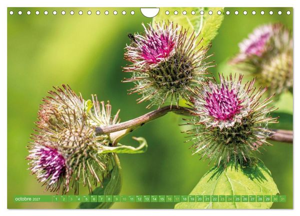 Produktbild: Fleurs du jardin aromatique (Calendrier mural 2027 DIN A4 vertical), CALVENDO calendrier mensuel