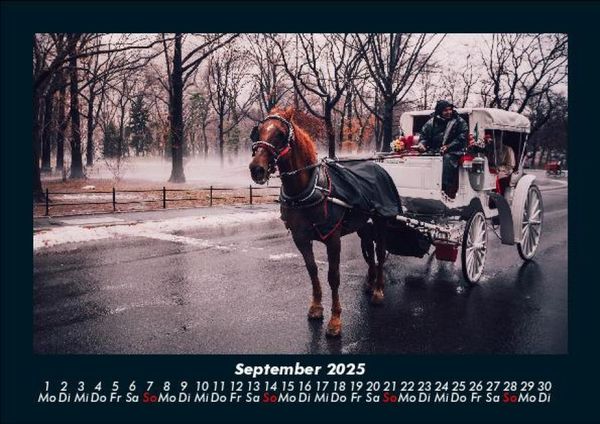 Produktbild: Pferde Kalender 2025 Fotokalender DIN A5