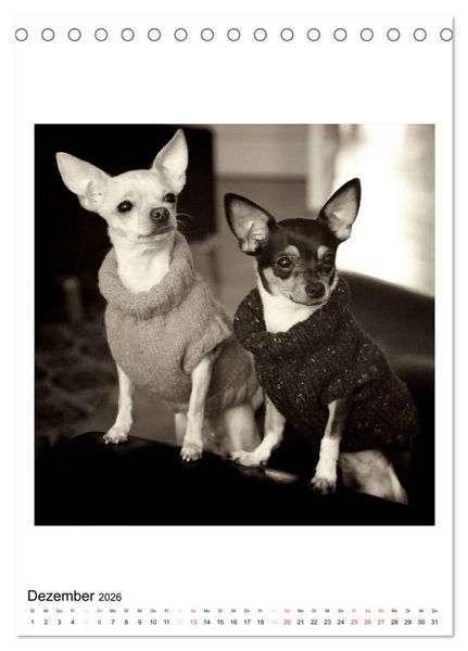 Produktbild: CHIHUAHUA CHIC Photos Marion Koell (Tischkalender 2026 DIN A5 hoch), CALVENDO Monatskalender