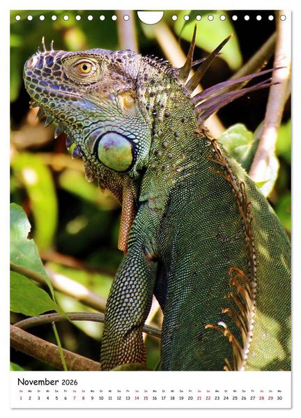 Produktbild: Costa Rica - Fauna & Flora (Wandkalender 2026 DIN A4 hoch), CALVENDO Monatskalender
