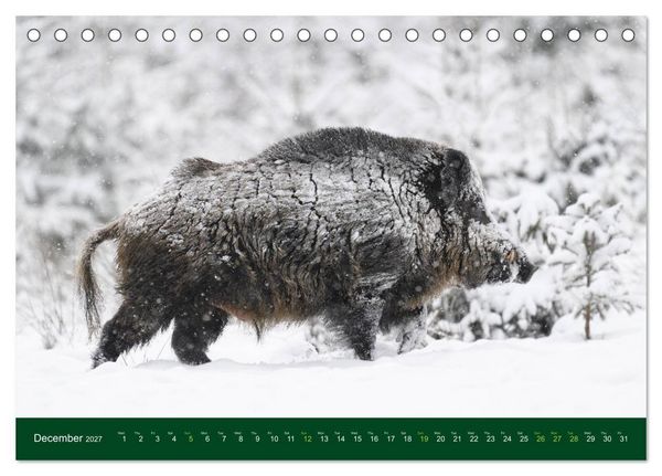 Produktbild: Wild Boars (Desk Calendar 2027 DIN A5 landscape), CALVENDO 12 Month DeskCalendar