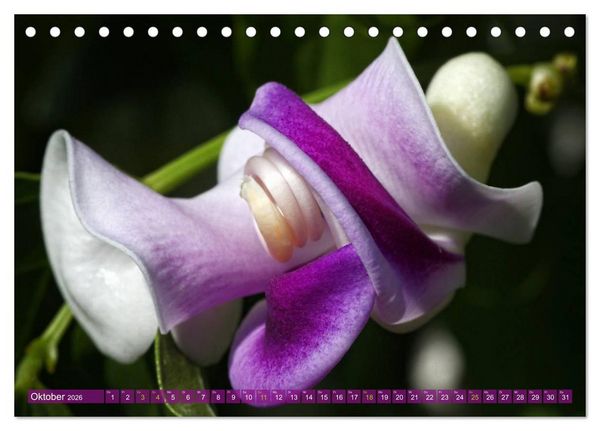 Produktbild: Flower Power - Zauberhafte K&uuml;belpflanzen (Tischkalender 2026 DIN A5 quer), CALVENDO Monatskalender