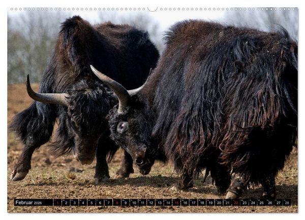 Produktbild: Kuh und Co. (Wandkalender 2026 DIN A2 quer), CALVENDO Monatskalender