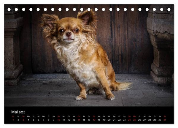Produktbild: Chihuahuas - Cool and Cute (Tischkalender 2026 DIN A5 quer), CALVENDO Monatskalender