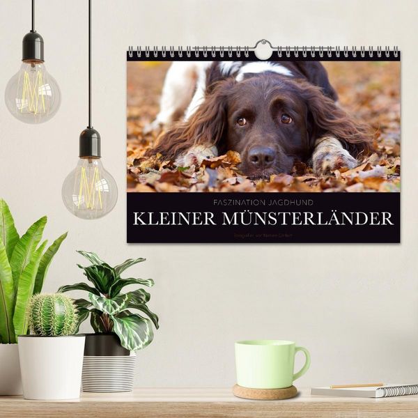 Produktbild: Faszination Jagdhund - Kleiner M&uuml;nsterl&auml;nder (Wandkalender 2027 DIN A4 quer), CALVENDO Monatskalender