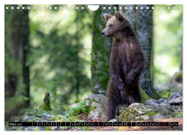 Produktbild: Lautlos in den W&auml;ldern Sloweniens (Wandkalender 2026 DIN A4 quer), CALVENDO Monatskalender