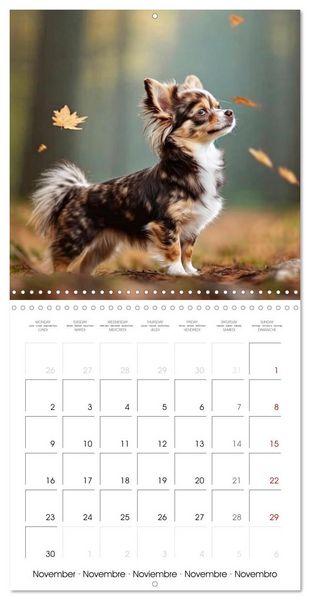 Produktbild: Chihuahuas - Companions for the Whole Year (Wall Calendar 2026 12 &times; 12 Inch) CALVENDO 12 Month Wall Calendar