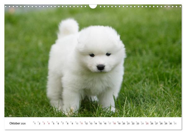 Produktbild: Samojeden Welpen (Wandkalender 2026 DIN A3 quer), CALVENDO Monatskalender