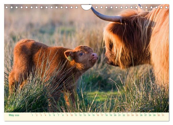 Produktbild: The Hairy Cow Calendar (Wall Calendar 2026 DIN A4 landscape), CALVENDO 12 Month Wall Calendar