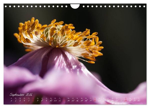 Produktbild: Bl&uuml;tenzauber in meinem Garten (Wandkalender 2026 DIN A4 quer), CALVENDO Monatskalender