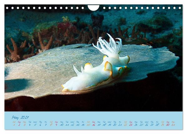 Produktbild: Sea Slugs - Little Wonders - Pure Beauties (Wall Calendar 2027 DIN A4 landscape), CALVENDO 12 Month Wall Calendar