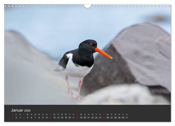 Produktbild: V&ouml;gel im Norden Europas (Wandkalender 2026 DIN A3 quer), CALVENDO Monatskalender