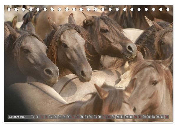 Produktbild: D&uuml;lmener Wildpferde - Wildpferde im Meerfelder Bruch (Tischkalender 2026 DIN A5 quer), CALVENDO Monatskalender
