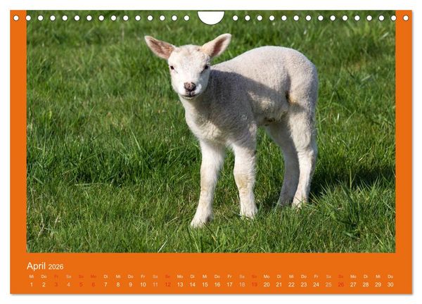 Produktbild: Tierkinder (Wandkalender 2026 DIN A4 quer), CALVENDO Monatskalender