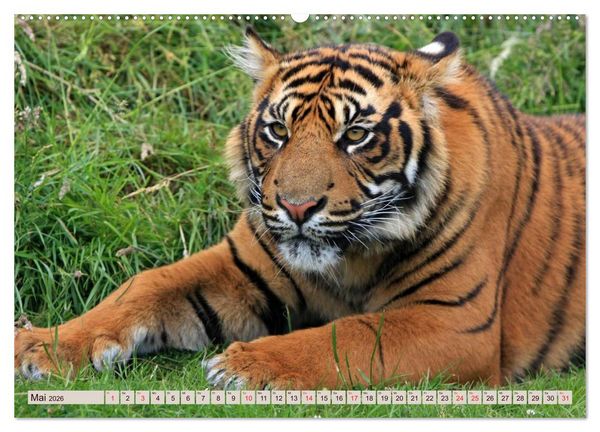 Produktbild: Tiger. Gestreift, wild u. sch&ouml;n (hochwertiger Premium Wandkalender 2026 DIN A2 quer), Kunstdruck in Hochglanz