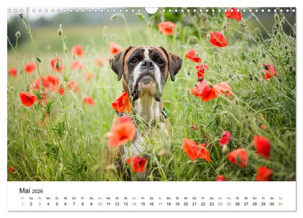 Produktbild: Deutscher Boxer (Wandkalender 2026 DIN A3 quer), CALVENDO Monatskalender