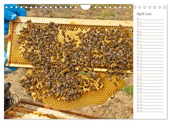 Produktbild: S&uuml;&szlig;es Gold: Imker, Bienen & Honig (Wandkalender 2026 DIN A4 quer), CALVENDO Monatskalender