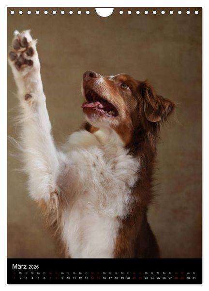 Produktbild: Geliebte Aussies - Australian Shepherds im Portrait (Wandkalender 2026 DIN A4 hoch), CALVENDO Monatskalender