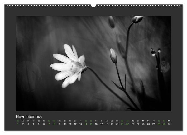 Produktbild: Pflanzen in Schwarz und Wei&szlig; (Wandkalender 2026 DIN A2 quer), CALVENDO Monatskalender