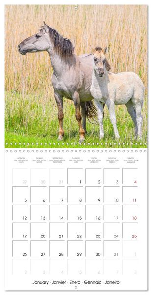 Produktbild: Konik horses (Wall Calendar 2026 12 &times; 12 Inch) CALVENDO 12 Month Wall Calendar