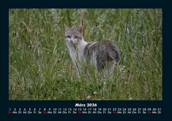 Produktbild: F&uuml;r Katzenfreunde 2026 Fotokalender DIN A4