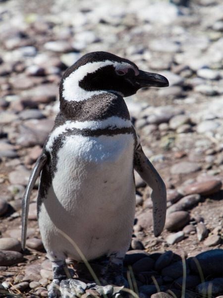 Produktbild: CALVENDO Puzzle Magellan Pinguin in Punta Tombo | 1000 Teile Lege-Gr&ouml;&szlig;e 64x48cm Foto-Puzzle f&uuml;r gl&uuml;ckliche Stunden