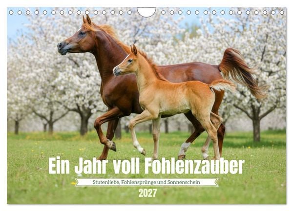 Ein Jahr voll Fohlenzauber (Wandkalender 2027 DIN A4 quer), CALVENDO Monatskalender