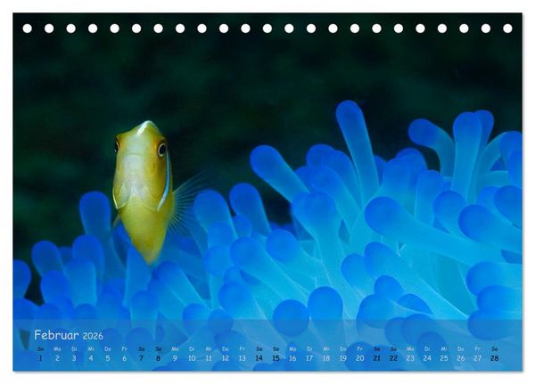 Produktbild: Anemonenfische - Streitbare Gesellen (Tischkalender 2026 DIN A5 quer), CALVENDO Monatskalender