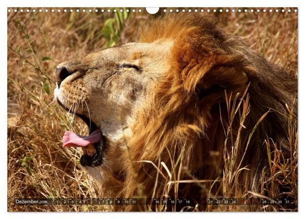 Produktbild: Afrika - Zauber der Wildnis (Wandkalender 2026 DIN A3 quer), CALVENDO Monatskalender