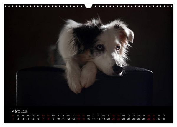 Produktbild: Charmante Australian Shepherds (Wandkalender 2026 DIN A3 quer), CALVENDO Monatskalender