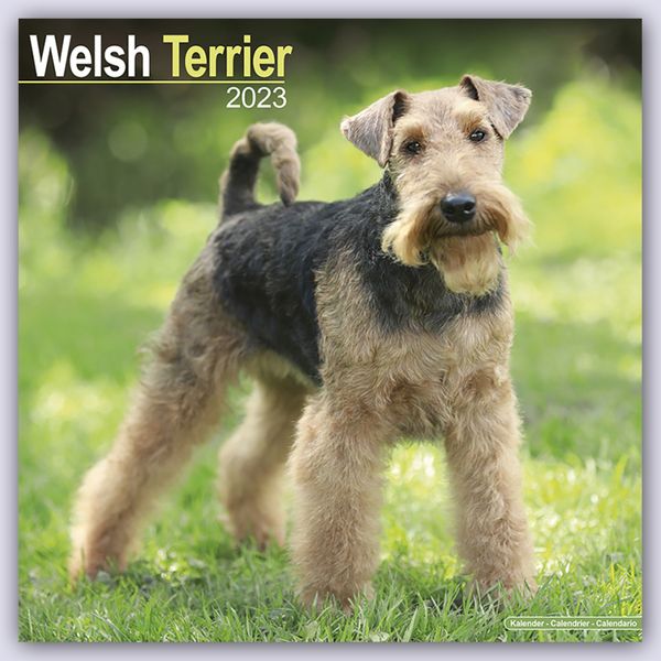 Welsh Terrier 2023 – 16-Monatskalender