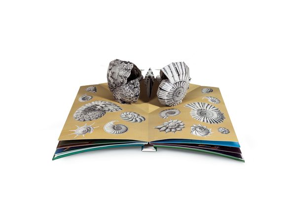 Wunderwesen aus der Tiefe. Ernst Haeckel